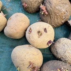 キタアカリ　種芋　じゃがいも　全部の画像