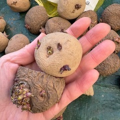 キタアカリ　種芋　じゃがいも　全部の画像