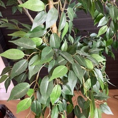 フェイク観葉植物(候補者決定)の画像