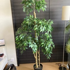 フェイク観葉植物(候補者決定)の画像