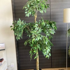 フェイク観葉植物(候補者決定)の画像