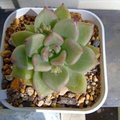 多肉植物　アルジェ　5月末まで出品
