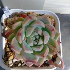 多肉植物　西施　5月末まで出品