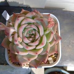 多肉植物　キャラリアン　5月末まで出品