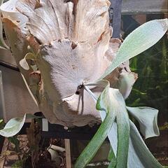 ビカクシダ　OMO親株