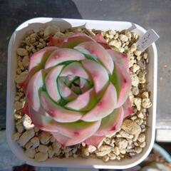 多肉植物　シルエット　5月末まで出品
