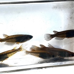 ⭐️お譲り先決定❗️お一人様限り！★サタンレッドテール鰭長★10匹➕αの画像