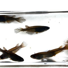 ⭐️お譲り先決定❗️お一人様限り！★サタンレッドテール鰭長★10匹➕αの画像