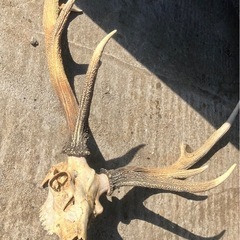 北海道の珍品　
エゾシカ　大型角頭部付きの画像