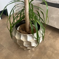 観葉植物