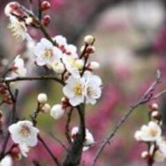 3/22(土) 梅の花を撮りに行きましょう！