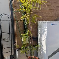 観音竹　180センチほど