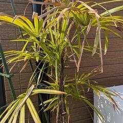観音竹　180センチほどの画像