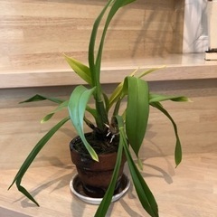 観葉植物　洋ラン　オンシジューム トゥインクル