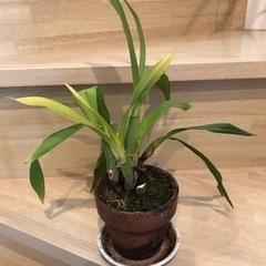 観葉植物　洋ラン　オンシジューム トゥインクルの画像