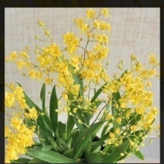 観葉植物　洋ラン　オンシジューム トゥインクルの画像