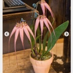 観葉植物　洋ラン　バルボフィラムの画像