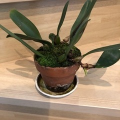 観葉植物　洋ラン　バルボフィラム
