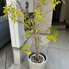シェフレラ　観葉植物