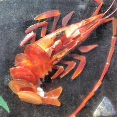 インテリア　　海老の画像