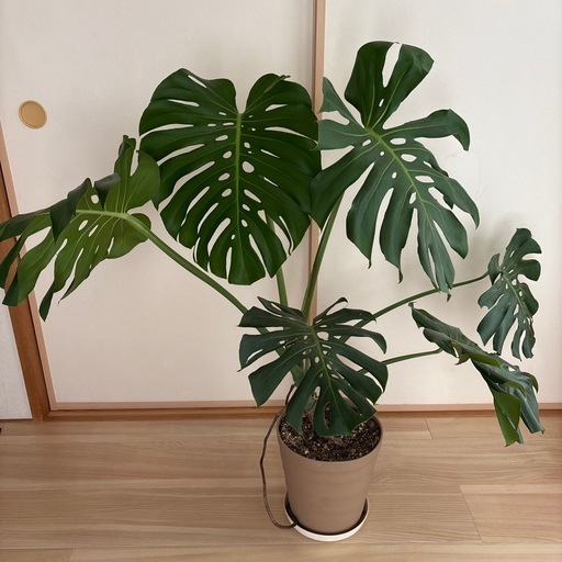 観葉植物　巨大モンステラ