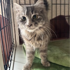 優しい穏やかな長毛グレー猫