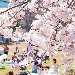 お花見ボードゲーム会🌸