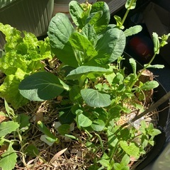 無農薬！野菜寄せ植え12ガロン