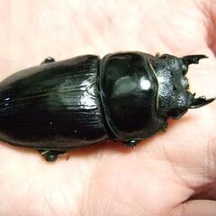 福岡県産オオクワガタ ♀52.4ミリの画像
