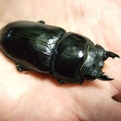 福岡県産オオクワガタ ♀52.4ミリの画像