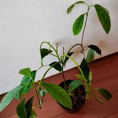 アボカド②の画像
