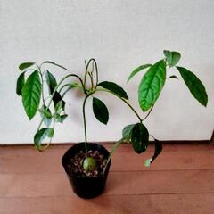 アボカド②の画像
