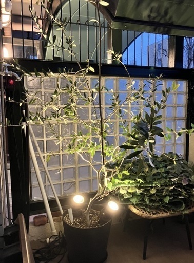 決まりました。大きなオリーブの木
