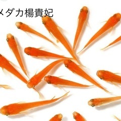 メダカ　楊貴妃　お願い致します｡