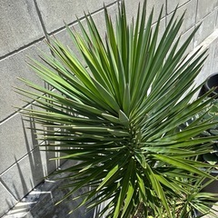 ユッカ アロイフォリア LL