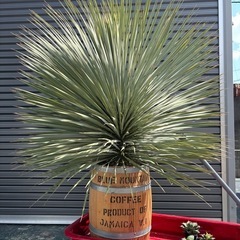 引取り限定】ロストラータ愛知県ユッカ 大きめ 観葉植物