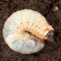 カブトムシ★第3令★幼虫 
