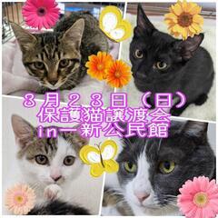 抱っこOK😸ゆっくり触れあいOK😸保護猫譲渡会😸