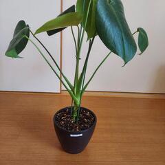 お話中🍃モンステラ 2株植え🍃