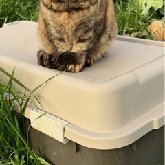 野良猫(地域猫)の里親募集中