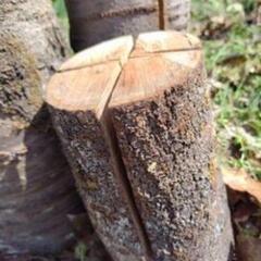 スウェーデントーチの画像