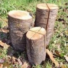 スウェーデントーチの画像