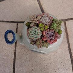 多肉植物  寄せ植えの画像
