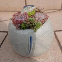 多肉植物  寄せ植えの画像
