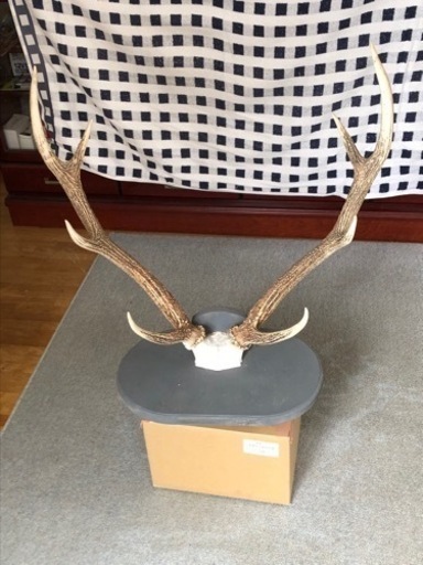 鹿の角　台座付き