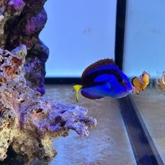 海水魚　ナンヨウハギ　6-7cm