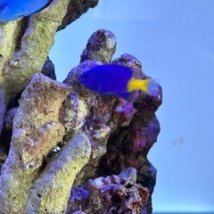 海水魚　シリキルリスズメダイ　4-5cm
