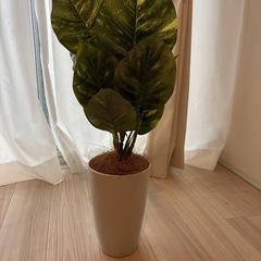 観葉植物