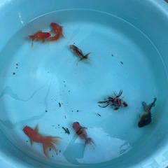 金魚5匹500円！