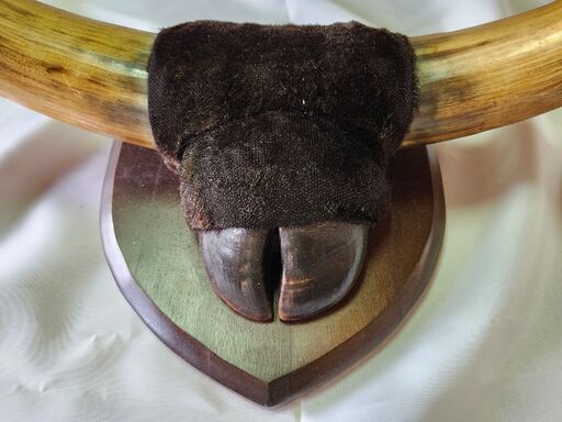 バッファローホーン 壁掛け 角 インテリア 壁飾りメキシコ産ビンテージ バッファローホーン 壁掛け 角 インテリア 壁飾りメキシコ産ビンテージ